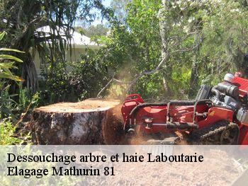 Dessouchage arbre et haie  laboutarie-81120 Elagage Mathurin 81