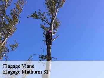 Elagage  viane-81530 Elagage Mathurin 81