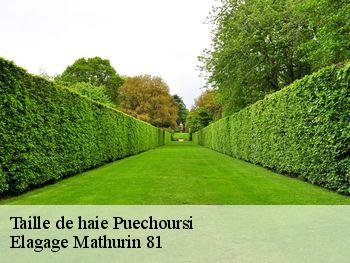 Taille de haie  puechoursi-81470 Elagage Mathurin 81